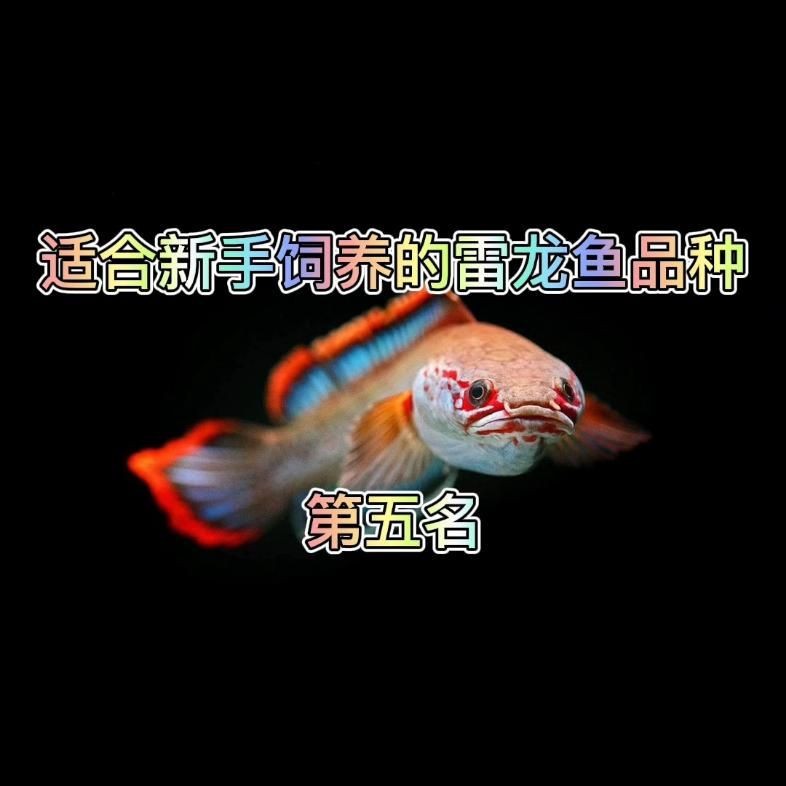 彩虹雷龍魚有哪些品種？【彩虹雷龍channagachua嗶哩養(yǎng)熱帶魚彩虹雷龍的分享】