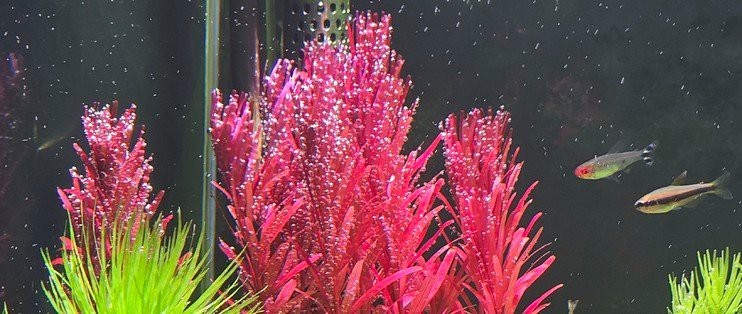 水草燈用燈管還是led【 水草燈用燈管還是led【\