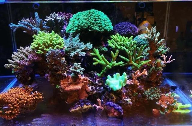 水草燈用燈管還是led【 水草燈用燈管還是led【\
