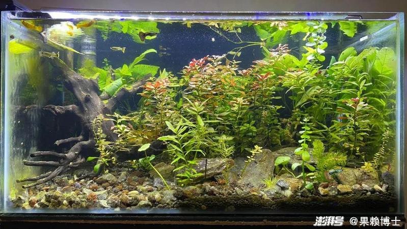水草燈用燈管還是led【 水草燈用燈管還是led【\