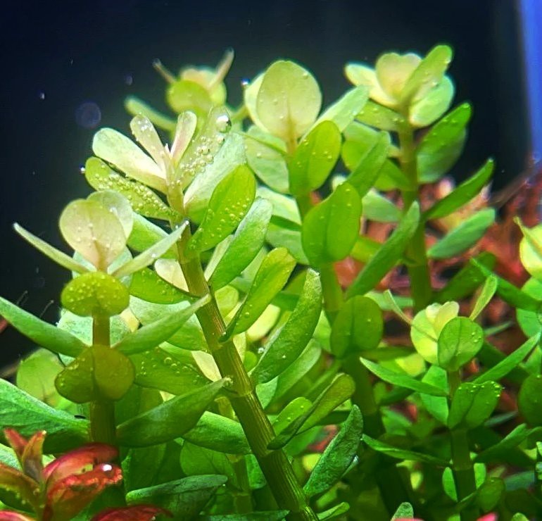水草燈用燈管還是led【 水草燈用燈管還是led【\