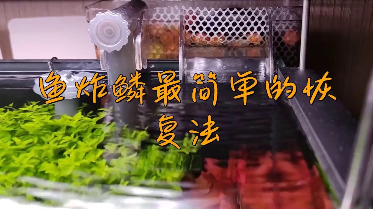 龍魚炸鱗后還能恢復(fù)嗎？【龍魚炸鱗后有恢復(fù)的可能，但情況因素而異**】