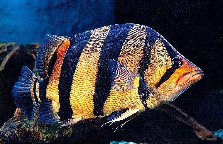 虎魚相克的食物【《虎魚相克的食物》】