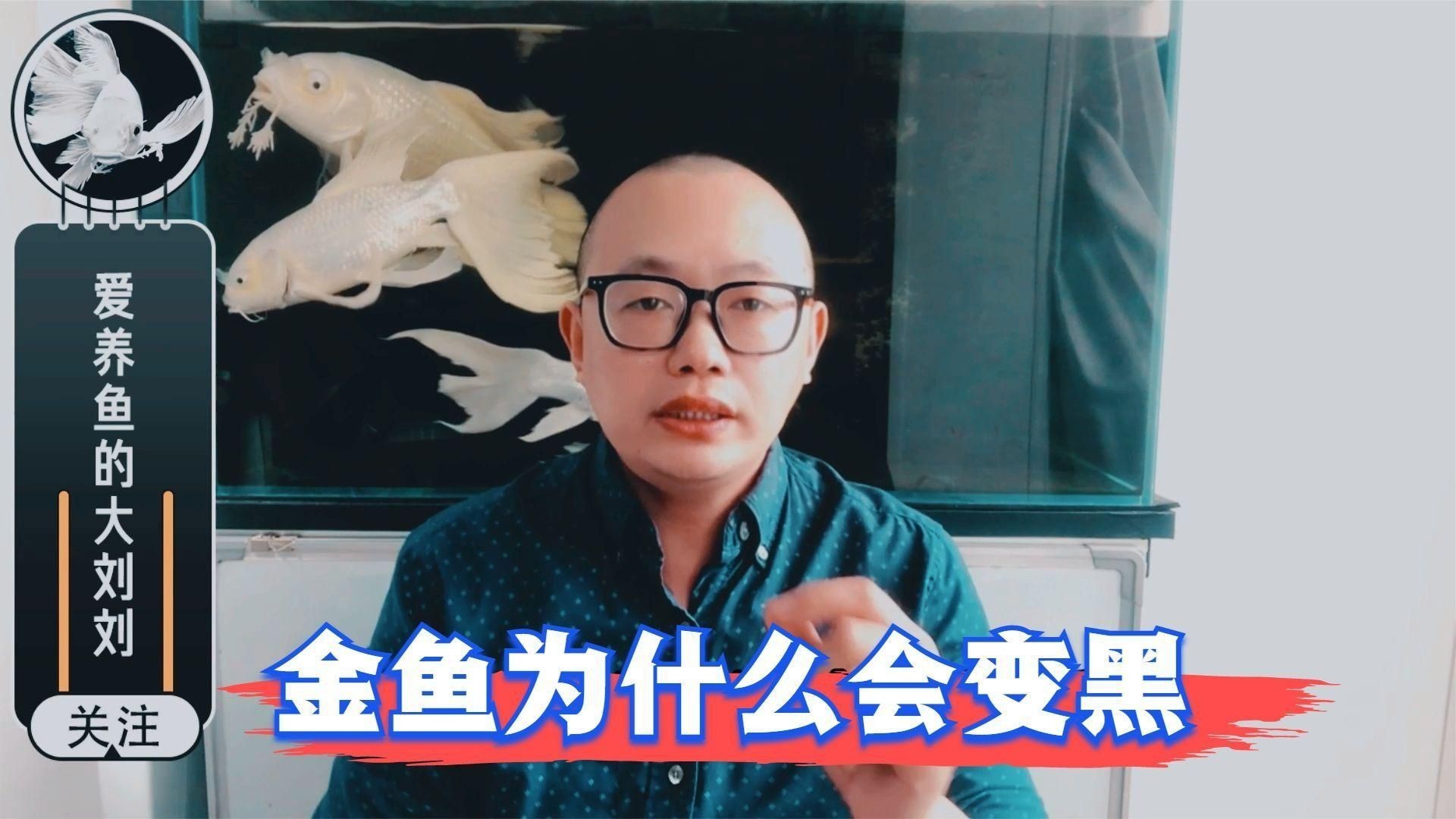 如何判斷金魚發黑的原因？【金魚為什么會變黑，有黑斑怎么回事】