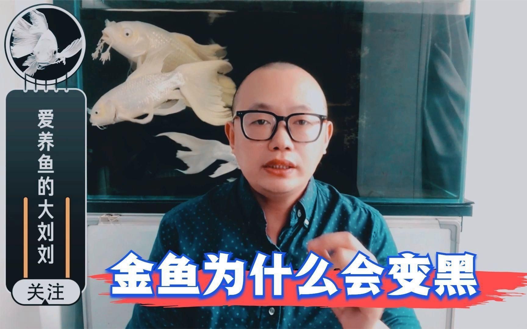 如何判斷金魚發黑的原因？【金魚為什么會變黑，有黑斑怎么回事】