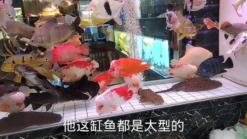 紅面財神魚最忌三種東西是什么【如何判斷紅面財神魚是否健康】