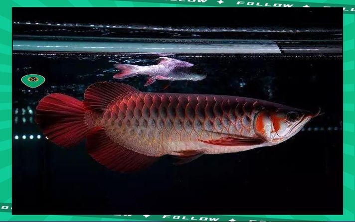 龍魚趴缸最怕三個東西圖片【養殖龍魚趴缸最需警惕的三大因素及對應解決方案】