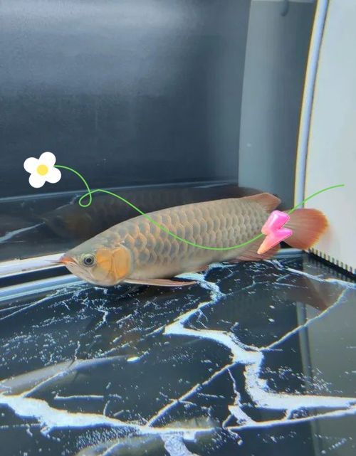龍魚趴缸最怕三個東西圖片【養殖龍魚趴缸最需警惕的三大因素及對應解決方案】