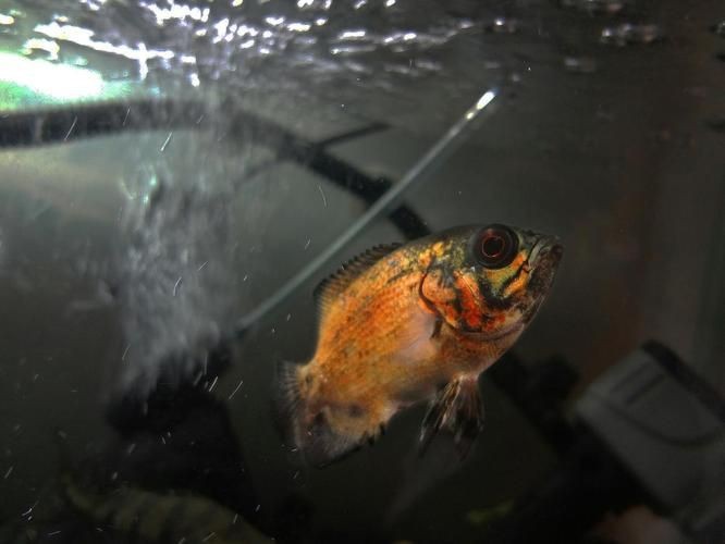 龍魚趴缸最怕三個東西圖片【養殖龍魚趴缸最需警惕的三大因素及對應解決方案】