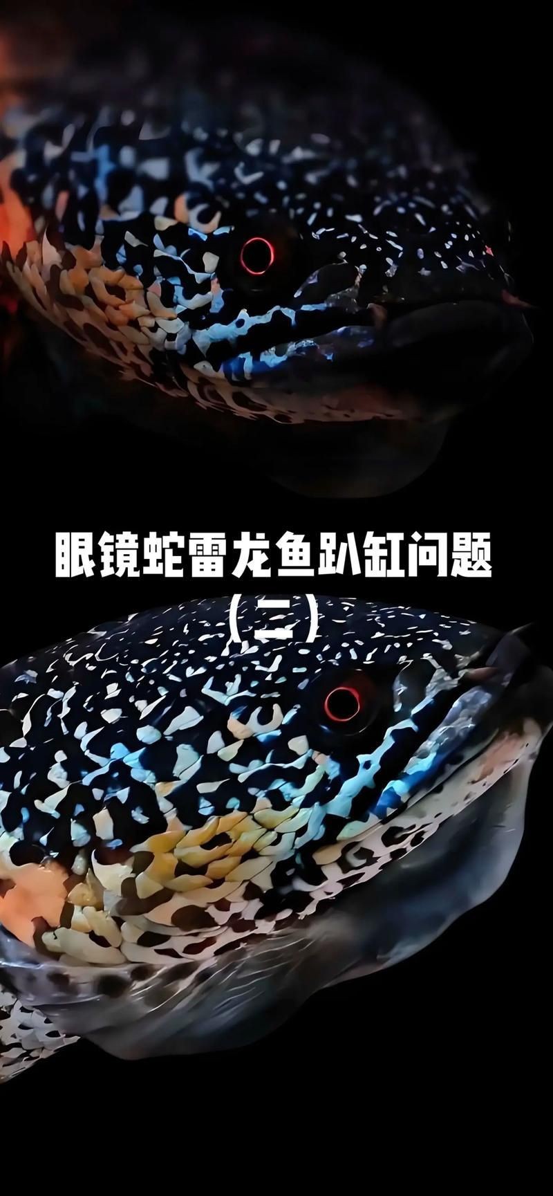 龍魚趴缸最怕三個東西圖片【養殖龍魚趴缸最需警惕的三大因素及對應解決方案】