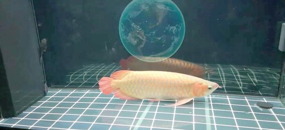 龍魚趴缸最怕三個東西圖片【養殖龍魚趴缸最需警惕的三大因素及對應解決方案】