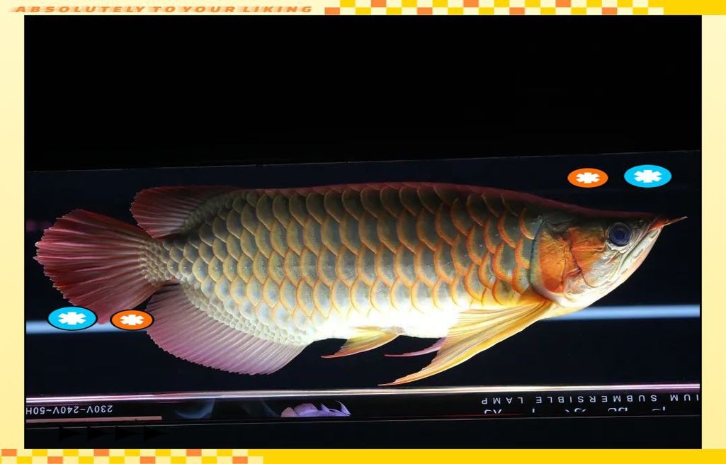 龍魚趴缸最怕三個東西圖片【養殖龍魚趴缸最需警惕的三大因素及對應解決方案】