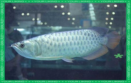 銀龍魚的主要品種有哪些？【銀龍魚養護全攻略】