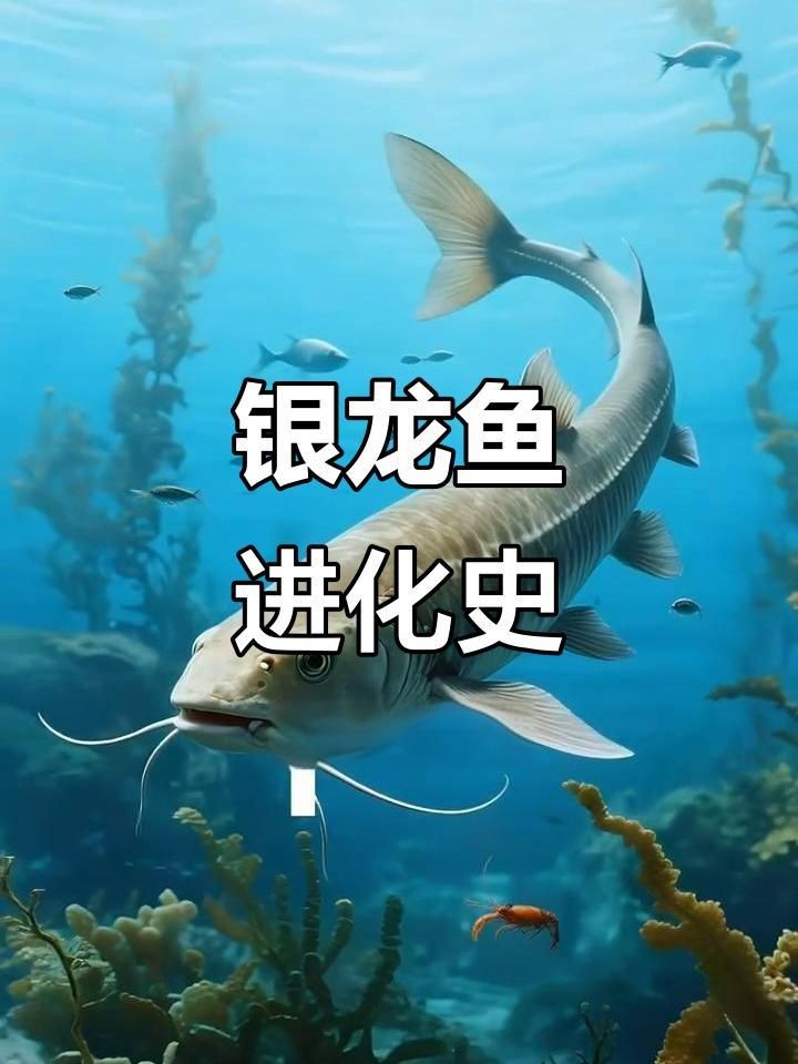 銀龍魚的主要品種有哪些？【銀龍魚養護全攻略】