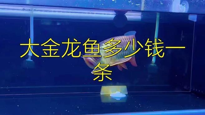 藍底過背金龍的價格是多少？【藍底過背金龍多久能長大？】
