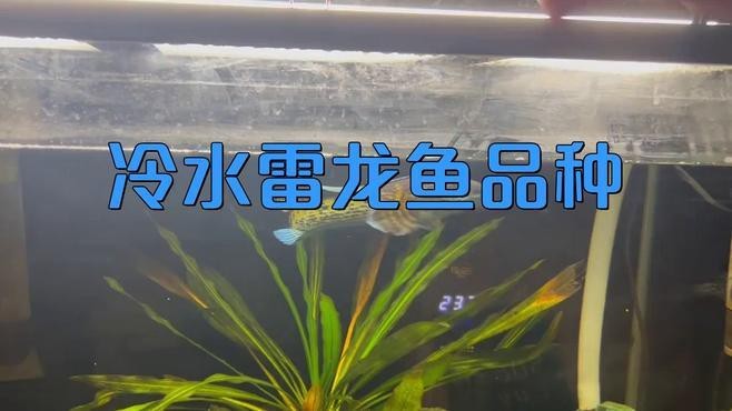 雷龍魚有哪些品種是冷水魚【雷龍魚中哪個(gè)品種是熱帶魚，雷龍魚中哪個(gè)品種最容易飼養(yǎng)】