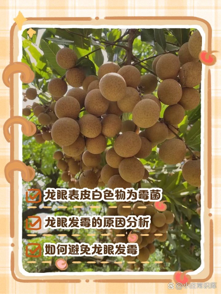 龍眼起白霧最簡(jiǎn)單三個(gè)步驟【\