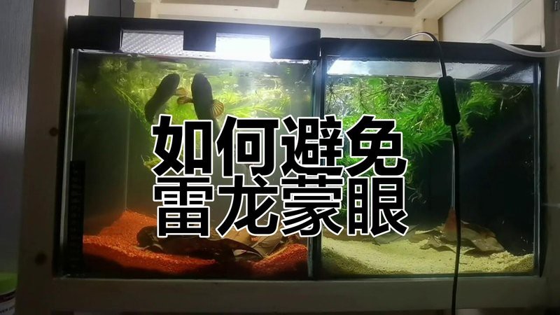 雷龍魚眼睛外凹怎么治療【觀賞魚眼睛外凹的治療方法】