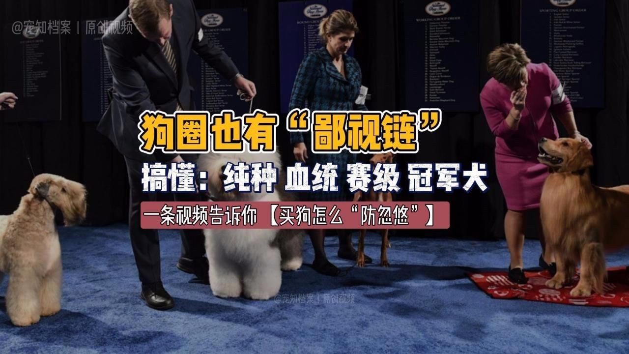 賽級(jí)犬和普通犬的區(qū)別【賽級(jí)犬與普通犬有什么區(qū)別，賽級(jí)犬與普通犬有何區(qū)別】