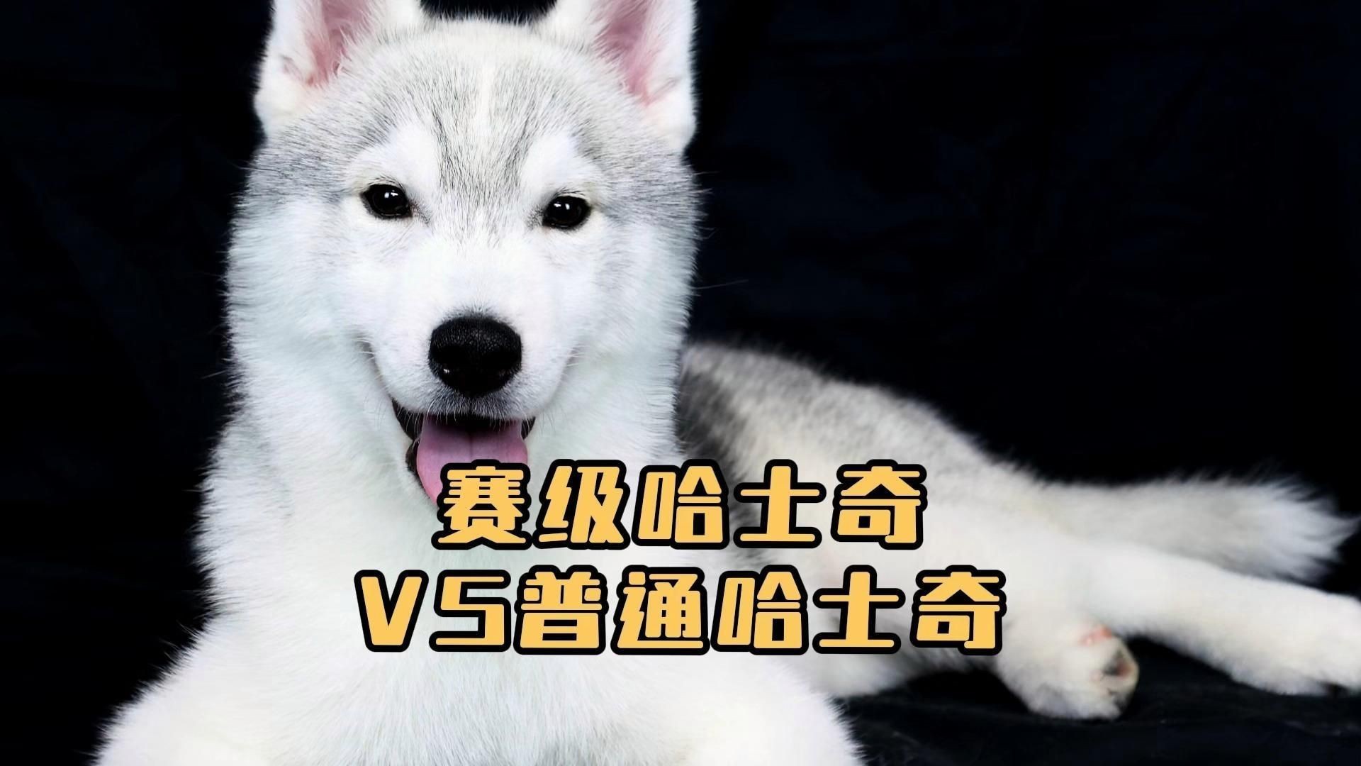 賽級(jí)犬和普通犬的區(qū)別【賽級(jí)犬與普通犬有什么區(qū)別，賽級(jí)犬與普通犬有何區(qū)別】