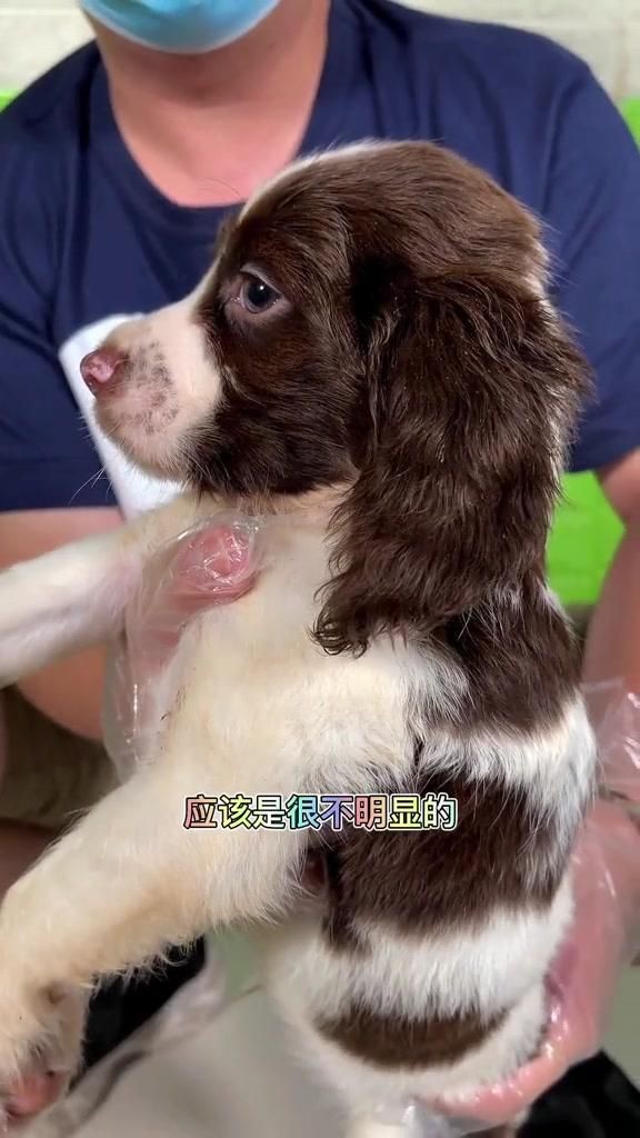 賽級(jí)犬和普通犬的區(qū)別【賽級(jí)犬與普通犬有什么區(qū)別，賽級(jí)犬與普通犬有何區(qū)別】