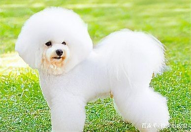 賽級(jí)犬和普通犬的區(qū)別【賽級(jí)犬與普通犬有什么區(qū)別，賽級(jí)犬與普通犬有何區(qū)別】