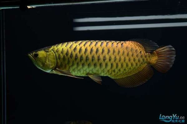 金頭過背金龍魚幾元一只【知名龍魚水族中文門戶網站，過背金龍魚價格是多少錢一條】