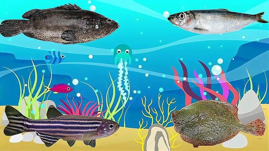 龍什么魚躉怎么讀【擁躉的“躉”不讀chu,該怎么讀你讀對了嗎】