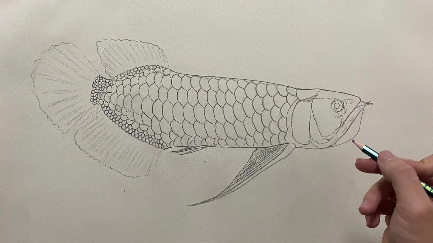 過背金龍魚最簡單三個步驟圖片【《過背金龍魚飼養最簡三步（圖文）》】