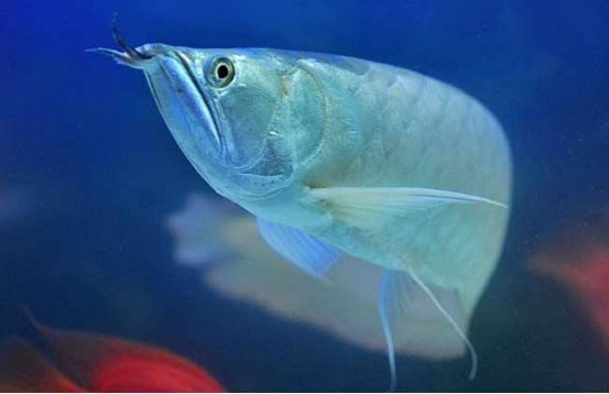 養龍魚養2條還是3條好【關于養龍魚養2條還是3條好，各有優劣，】