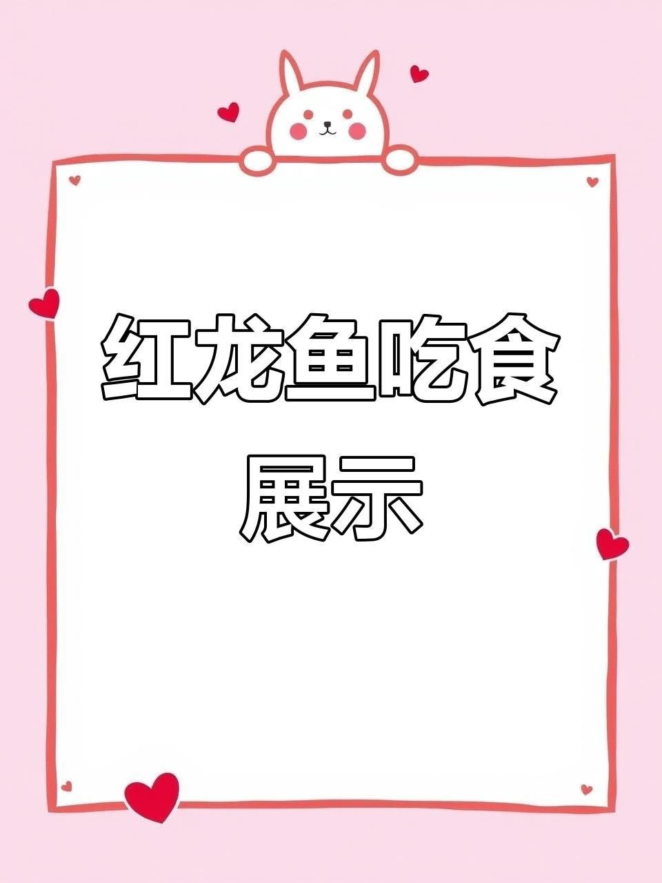 賽級紅龍魚【賽級紅龍魚價格】