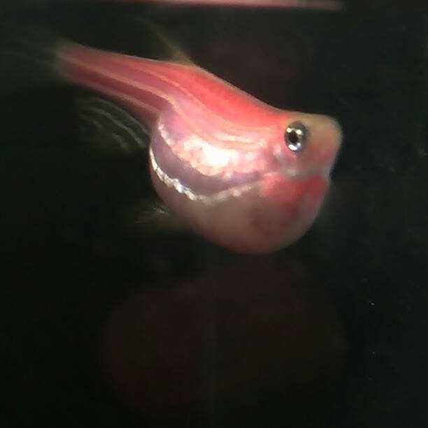 斑馬魚多久繁殖一次【養(yǎng)魚老道斑馬魚多久繁殖一次】 斑馬魚多久繁殖一次【養(yǎng)魚老道斑馬魚多久繁殖一次】 龍魚論壇 第5張