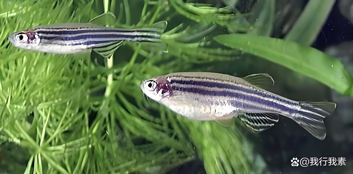 斑馬魚多久繁殖一次【養(yǎng)魚老道斑馬魚多久繁殖一次】 斑馬魚多久繁殖一次【養(yǎng)魚老道斑馬魚多久繁殖一次】 龍魚論壇 第1張