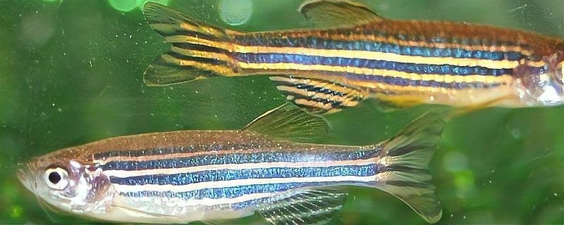 斑馬魚多久繁殖一次【養(yǎng)魚老道斑馬魚多久繁殖一次】 斑馬魚多久繁殖一次【養(yǎng)魚老道斑馬魚多久繁殖一次】 龍魚論壇 第2張
