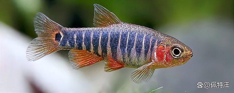 斑馬魚多久繁殖一次【養(yǎng)魚老道斑馬魚多久繁殖一次】 斑馬魚多久繁殖一次【養(yǎng)魚老道斑馬魚多久繁殖一次】 龍魚論壇 第3張