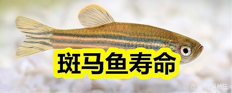 斑馬魚多久繁殖一次【養(yǎng)魚老道斑馬魚多久繁殖一次】 斑馬魚多久繁殖一次【養(yǎng)魚老道斑馬魚多久繁殖一次】 龍魚論壇 第4張