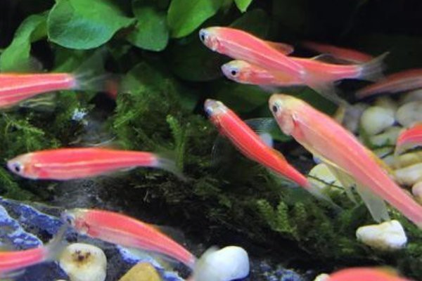 斑馬魚多久繁殖一次【養(yǎng)魚老道斑馬魚多久繁殖一次】 斑馬魚多久繁殖一次【養(yǎng)魚老道斑馬魚多久繁殖一次】 龍魚論壇 第7張