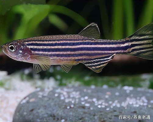斑馬魚多久繁殖一次【養(yǎng)魚老道斑馬魚多久繁殖一次】 斑馬魚多久繁殖一次【養(yǎng)魚老道斑馬魚多久繁殖一次】 龍魚論壇 第8張