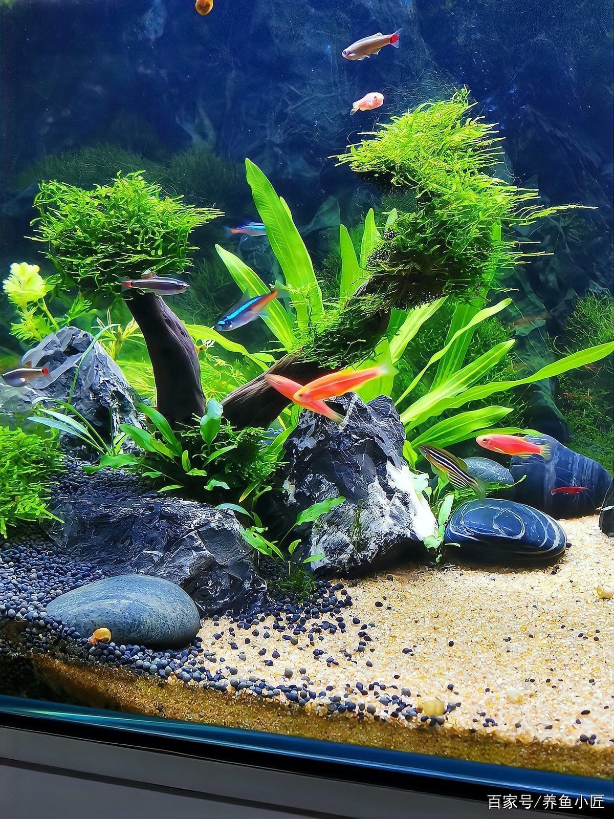 斑馬魚多久繁殖一次【養(yǎng)魚老道斑馬魚多久繁殖一次】 斑馬魚多久繁殖一次【養(yǎng)魚老道斑馬魚多久繁殖一次】 龍魚論壇 第9張