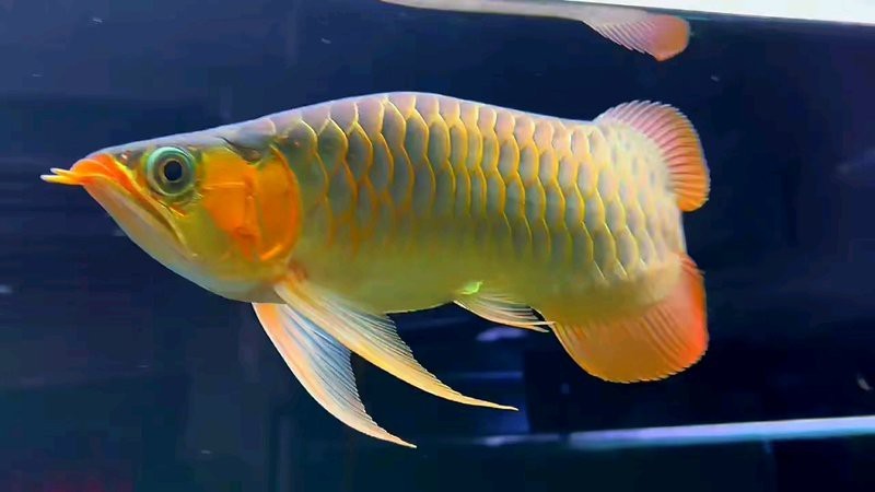 短身福龍魚的市場需求如何？【短身福龍魚市場需求受益，短身福龍魚市場需求呈現以下特點】