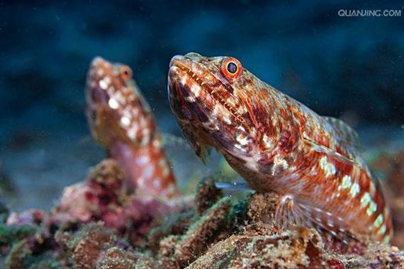 龍頭魚身圖片【《神秘的龍頭魚身圖片》**】