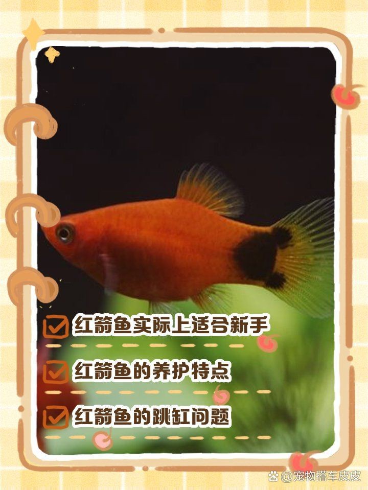 紅箭魚為什么不建議養(yǎng)【紅箭魚不建議養(yǎng)主要有以下原因，】