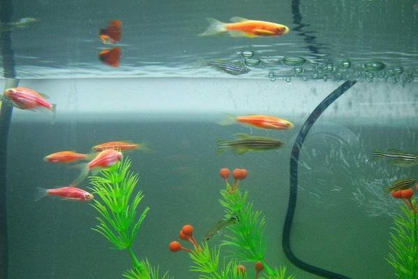 孔雀魚換水三大忌【孔雀魚換水有三大禁忌需注意三大禁忌事項及其科學處理方法】
