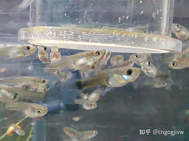 孔雀魚換水三大忌【孔雀魚換水有三大禁忌需注意三大禁忌事項(xiàng)及其科學(xué)處理方法】
