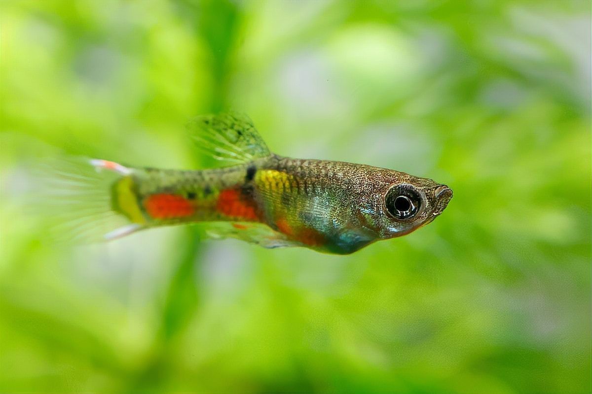 孔雀魚換水三大忌【孔雀魚換水有三大禁忌需注意三大禁忌事項(xiàng)及其科學(xué)處理方法】