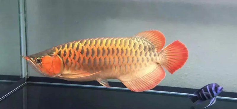 龍魚有靈性嗎【風水學中龍魚的靈性】