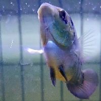 觀賞金龍魚圖片大全大圖【《觀賞金龍魚圖片大全大圖》】