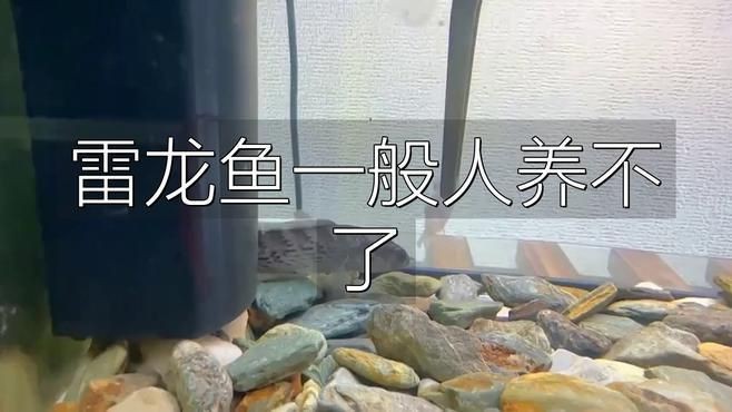雷龍魚為什么不建議養【雷龍魚不建議養主要有以下原因，】
