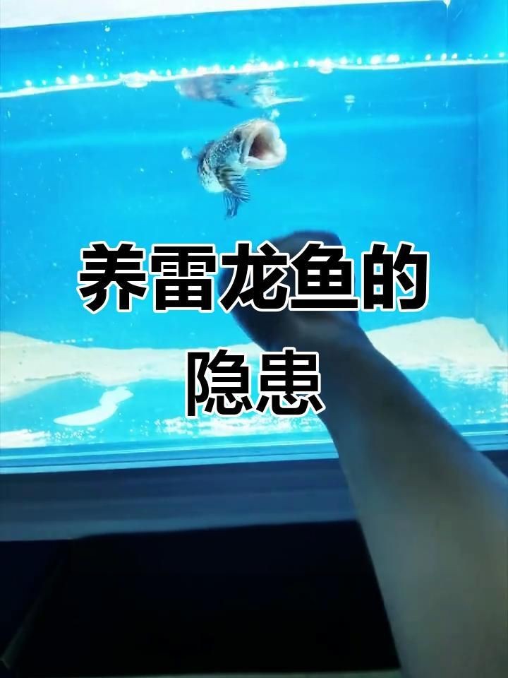 雷龍魚為什么不建議養【雷龍魚不建議養主要有以下原因，】