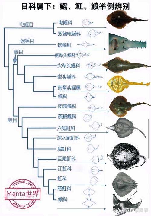 蝠鲼和鰩魚的區別圖片【和鰩魚在外觀上存在一些明顯區別】